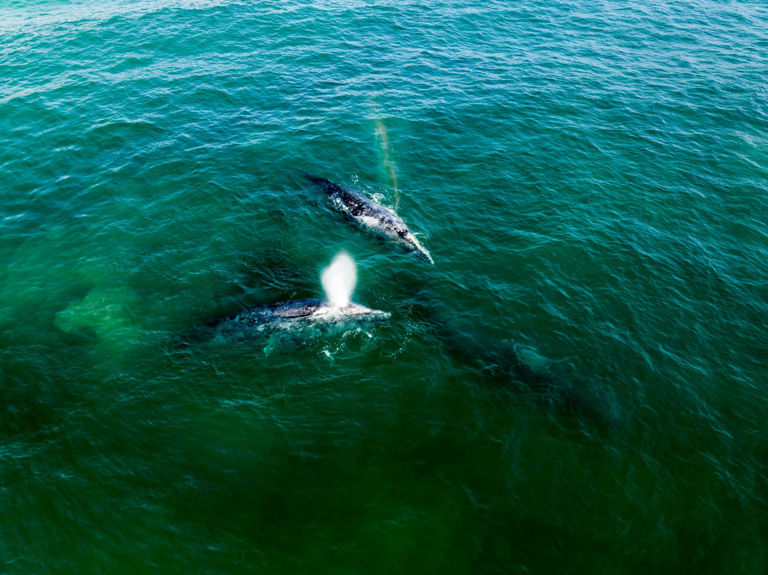 Two whales swimming near the surface of the ocean, with one whale exhaling a visible spray of water into the air.