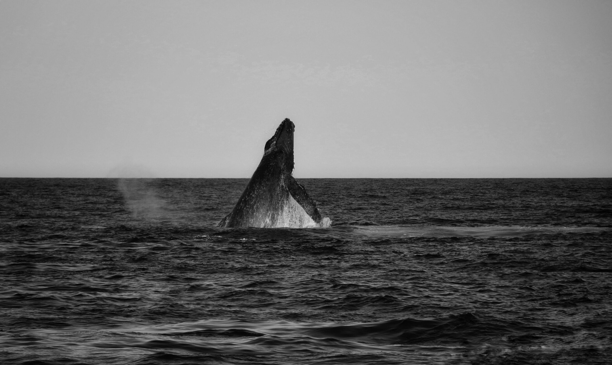 A black-and-white image of a whale breaching the surface of the ocean, with its body towering above the waterline