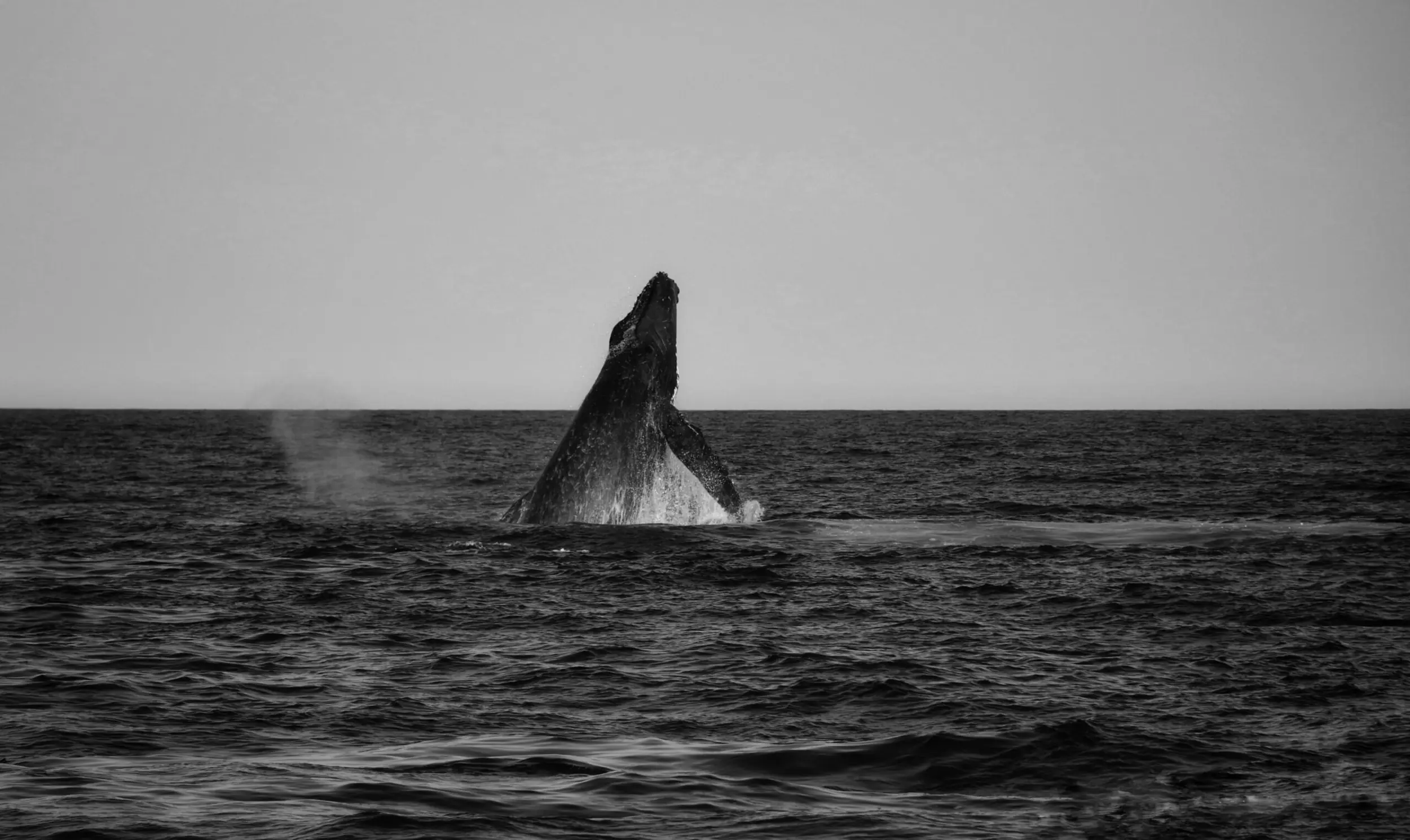 Una imagen en blanco y negro de una ballena saliendo a la superficie del océano, con su cuerpo elevándose por encima de la línea de flotación.