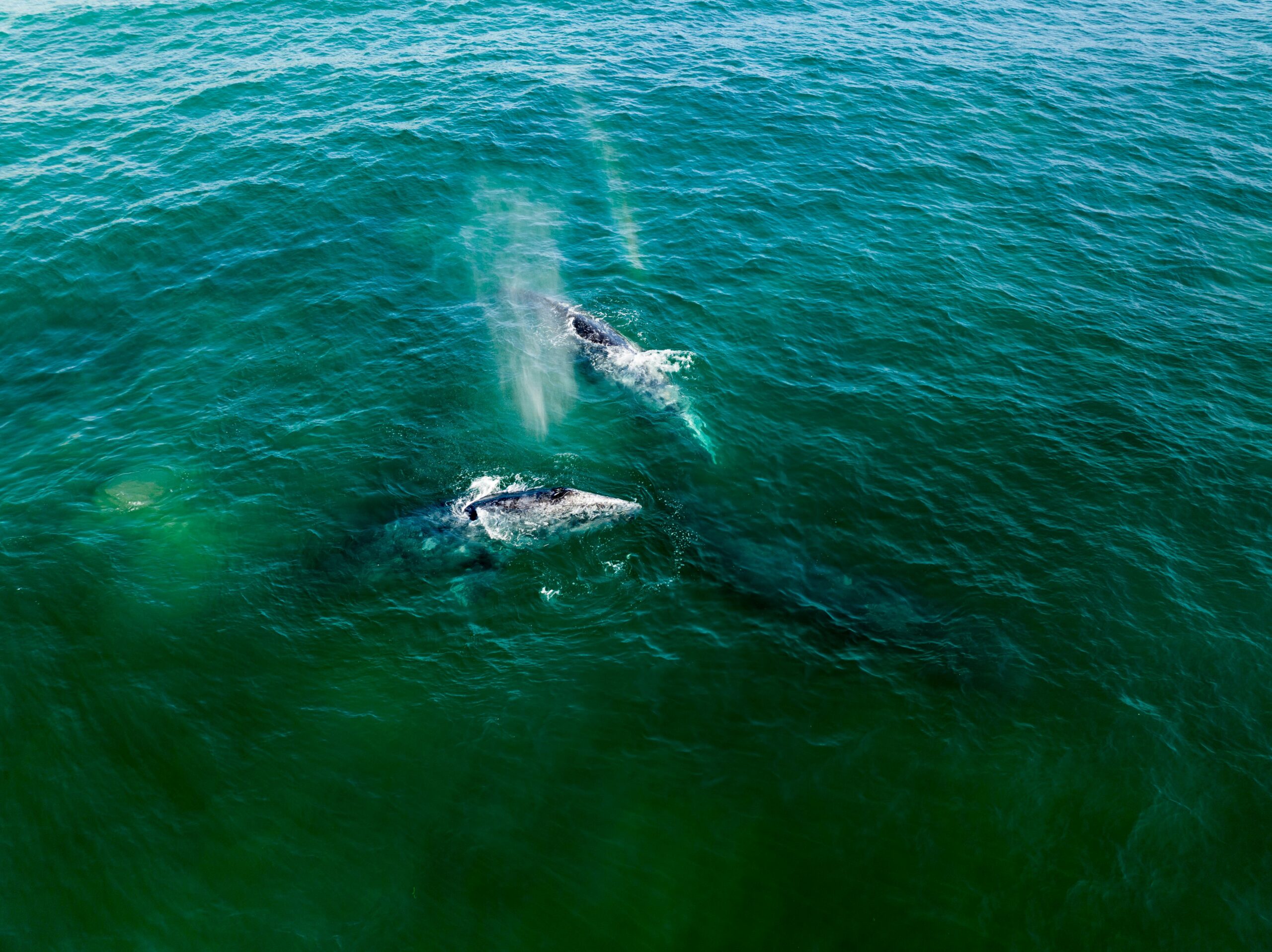 Two whales swimming in clear blue water, one releasing a plume of mist as it exhales