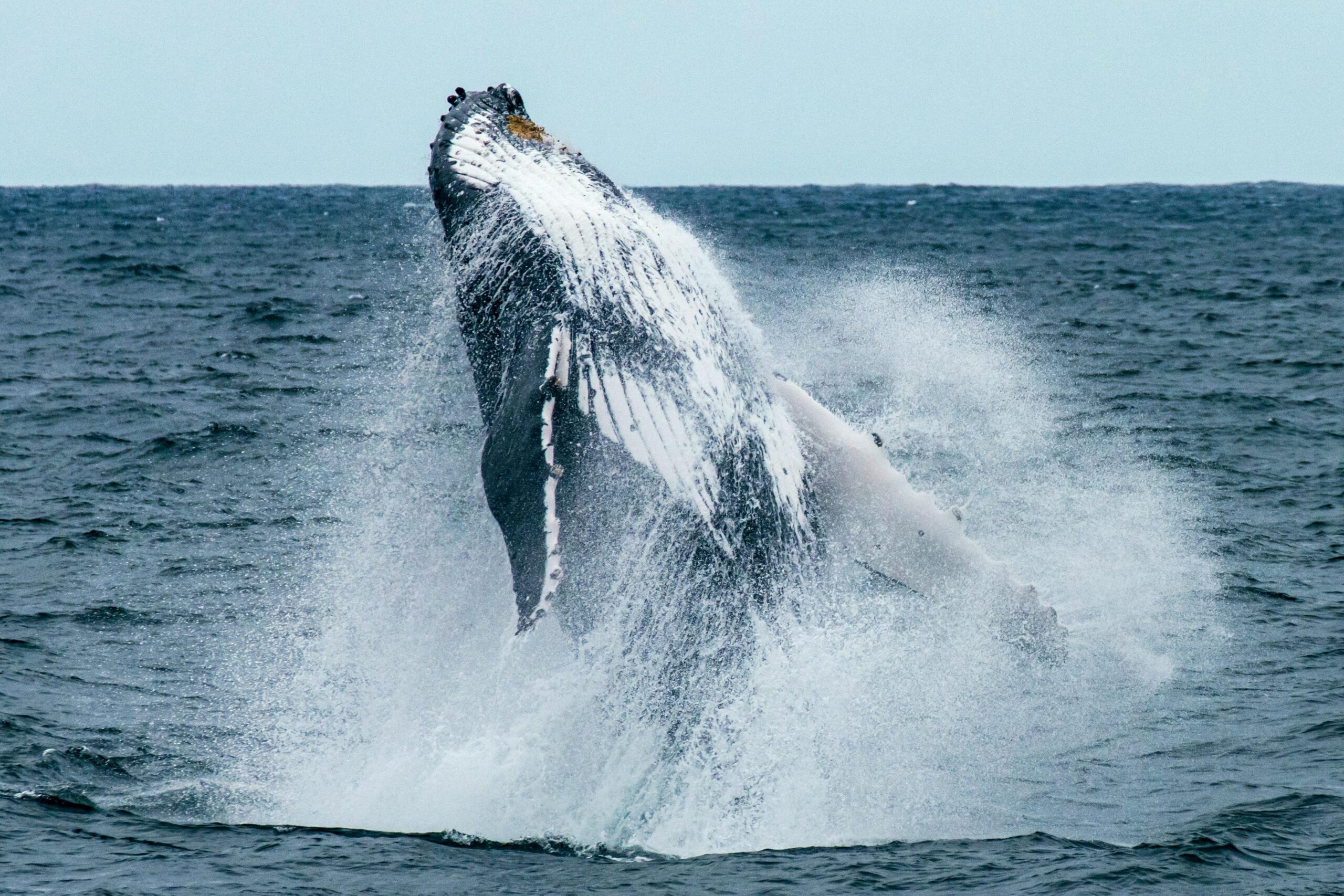 A humpback whale breaching the surface of the ocean, with water splashing off its body as it leaps into the air.