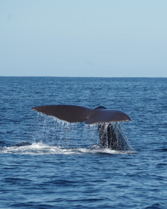 Cola de ballena azul del Atlántico norte en el río