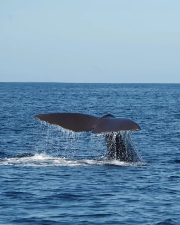 North atlantic blue whale tail in the river