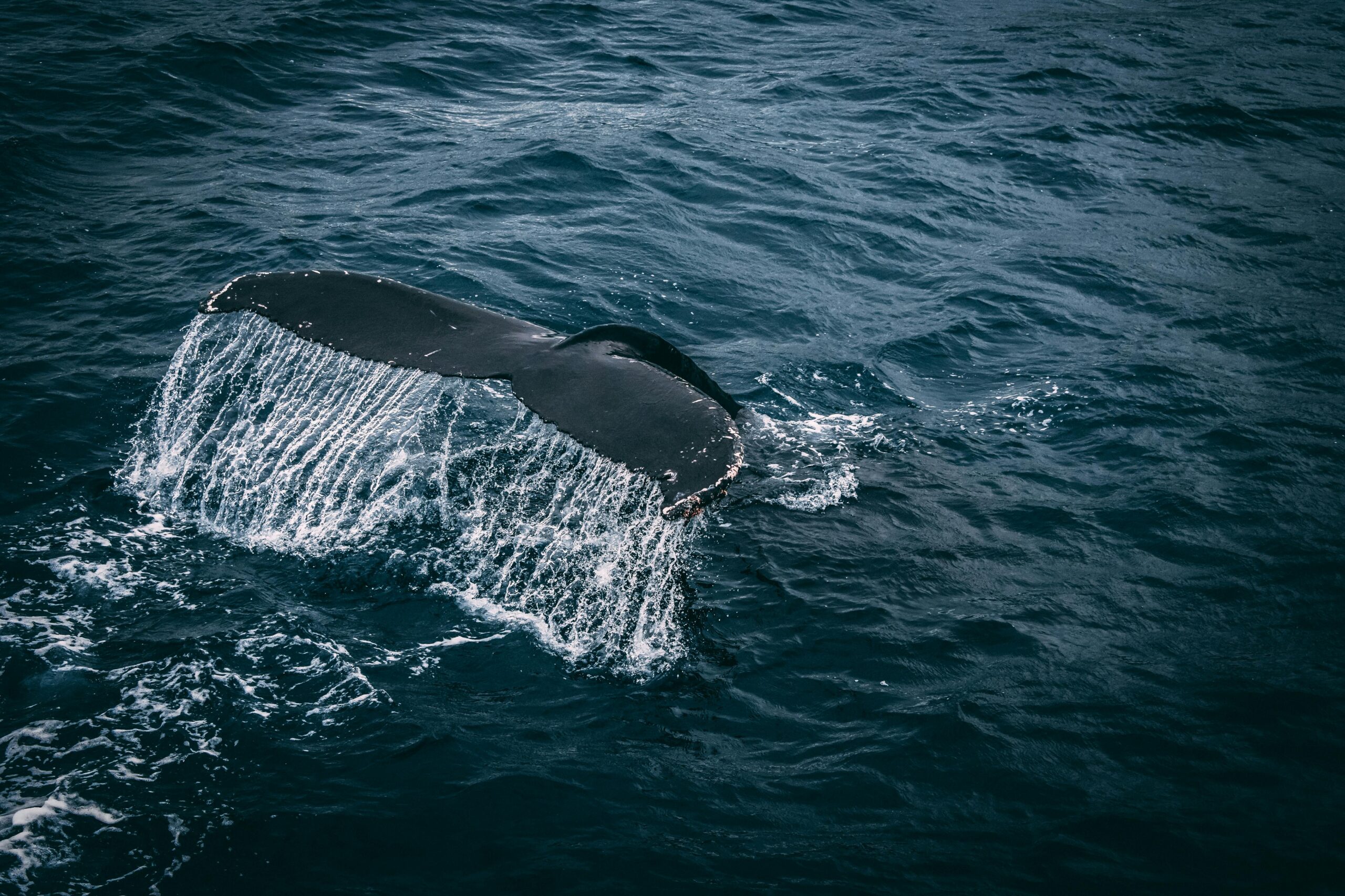 Close-up of a whale’s tail rising above the ocean surface, with water cascading off the tail into the deep blue sea.