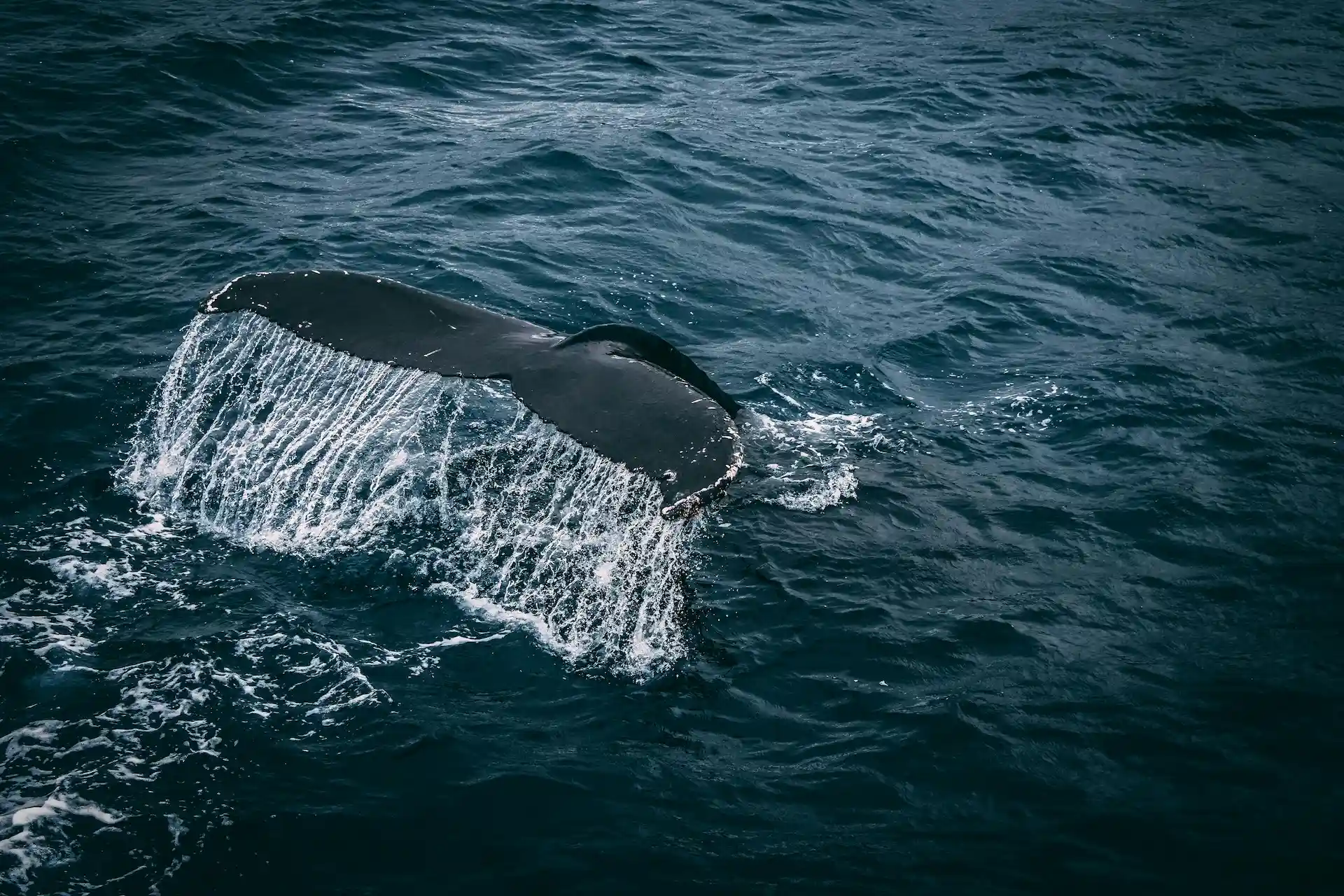Primer plano de la cola de una ballena elevándose sobre la superficie del océano, con agua cayendo en cascada desde la cola hacia el mar azul profundo.