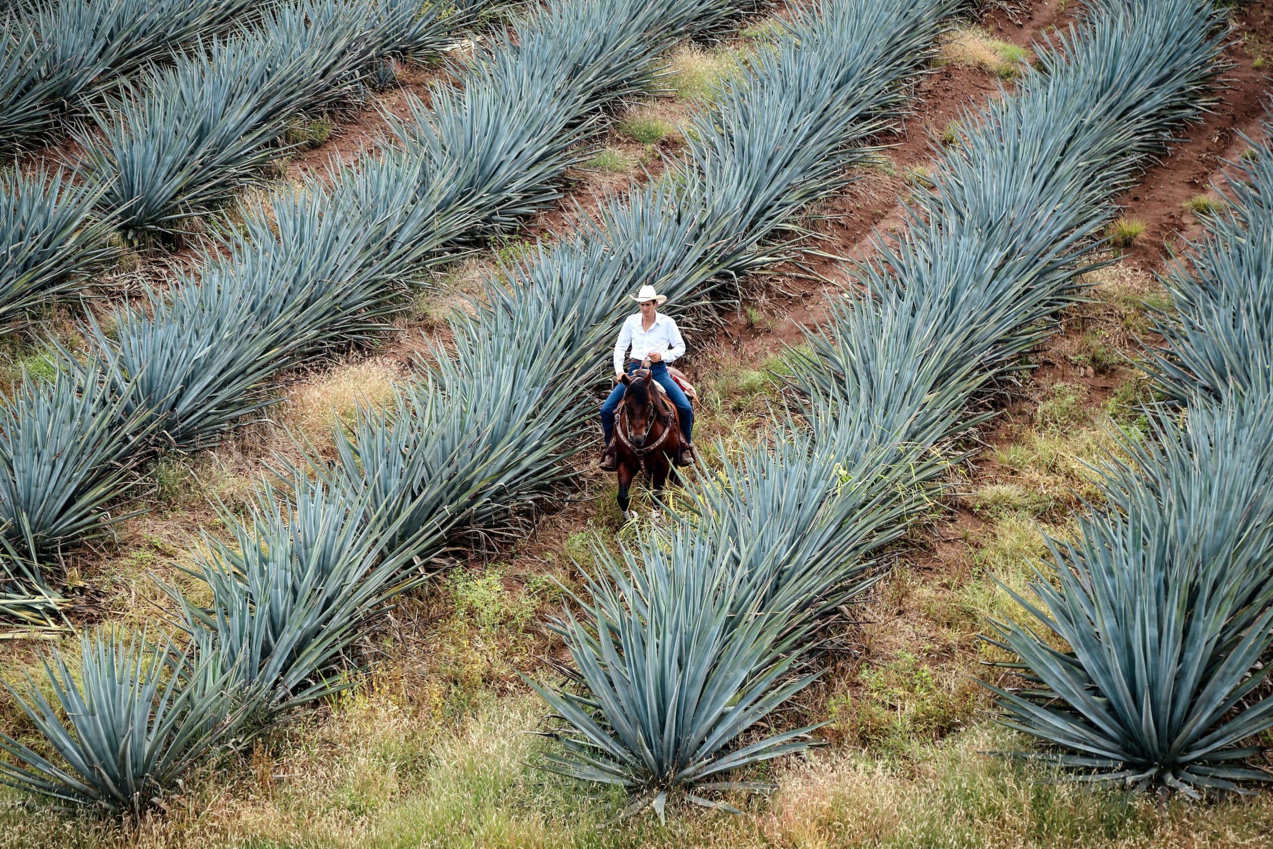 Tequila Jalisco Mexico Day Trip