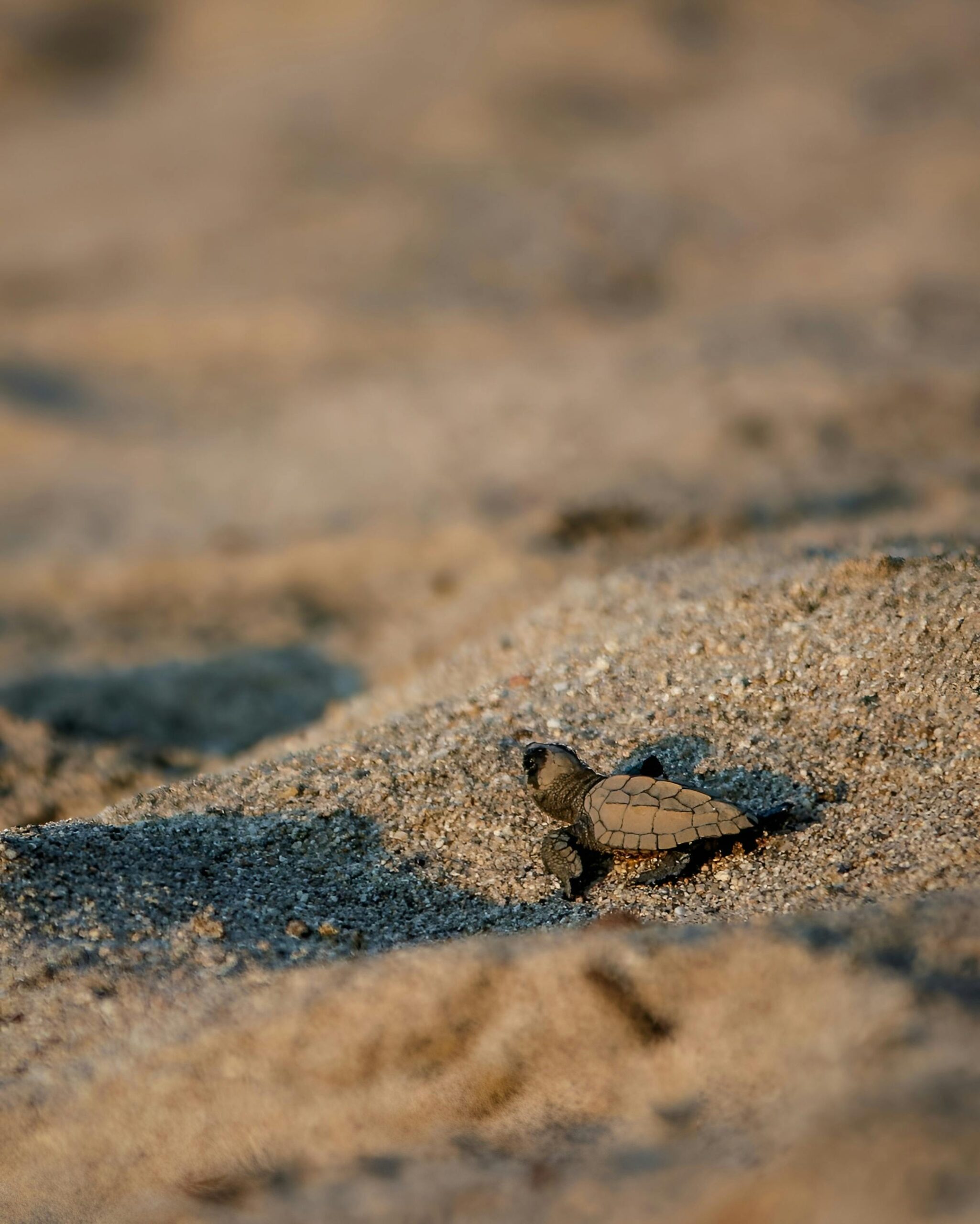 A baby sea turtle crawling on sandy ground, making its way to the ocean