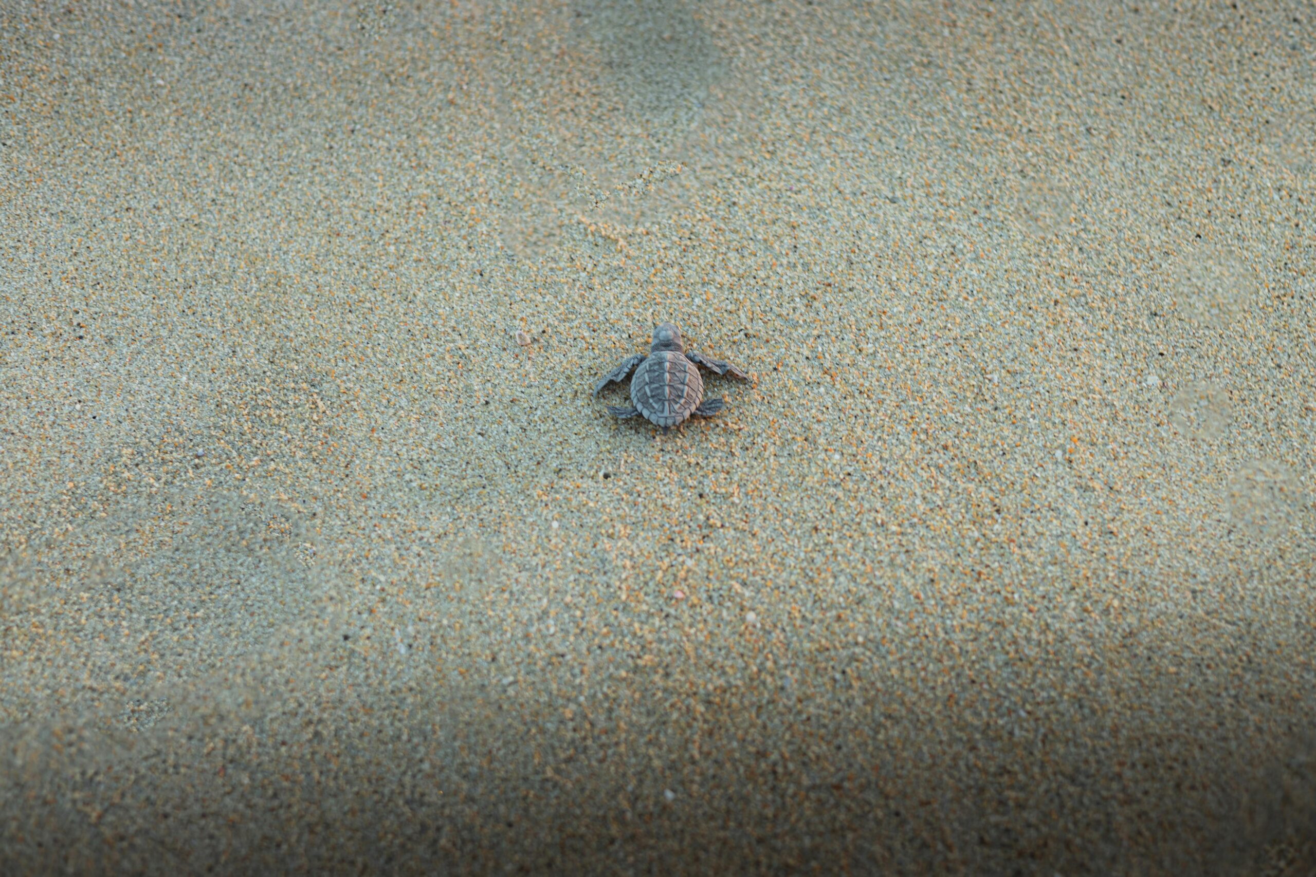 a single baby sea turtle making its way across a wide stretch of sand toward the ocean.