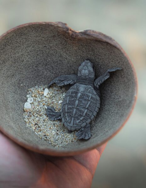 Liberaciones de tortugas