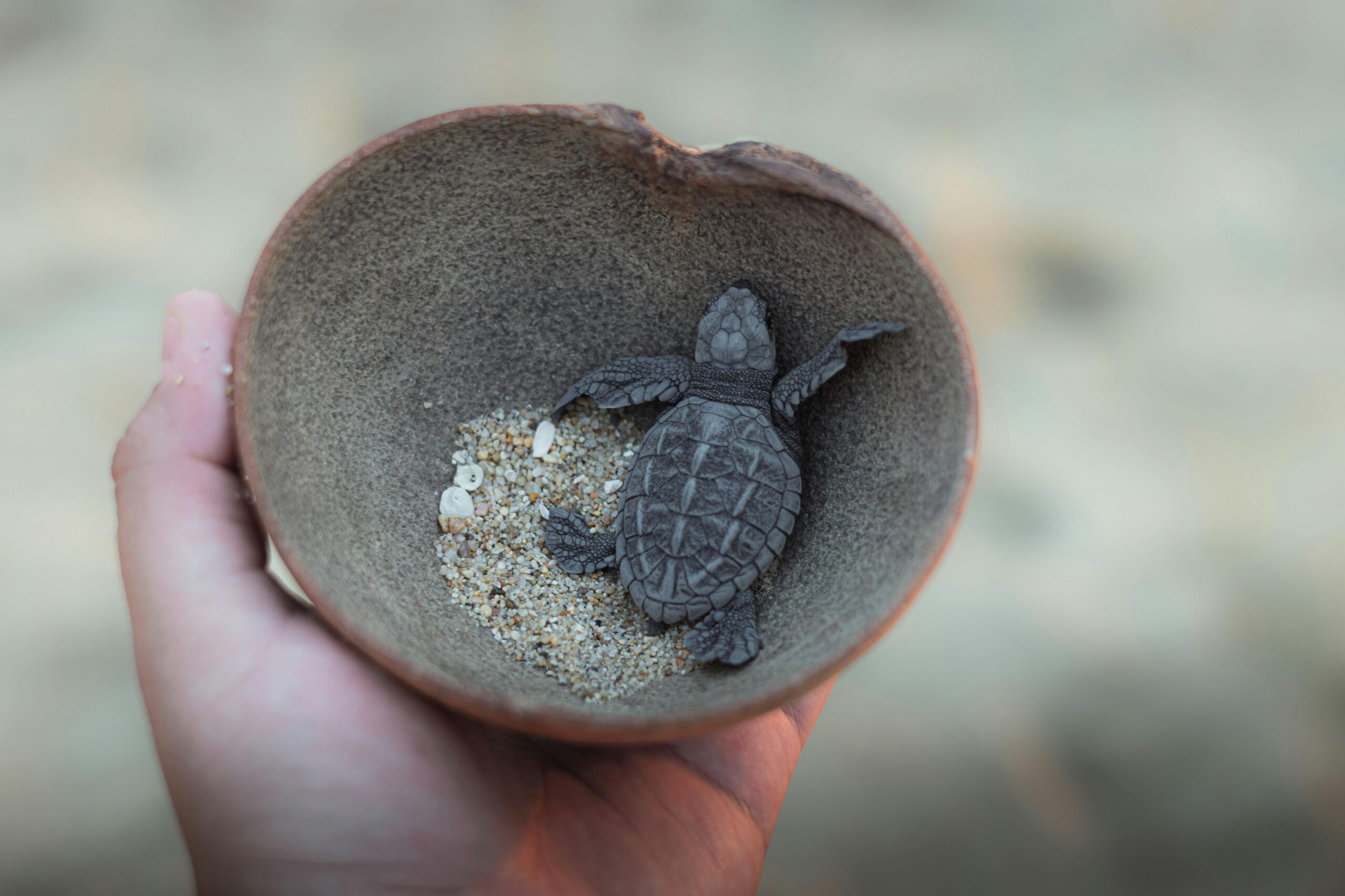 A baby sea turtle resting in a small bowl held by a hand, surrounded by sand and seashells.