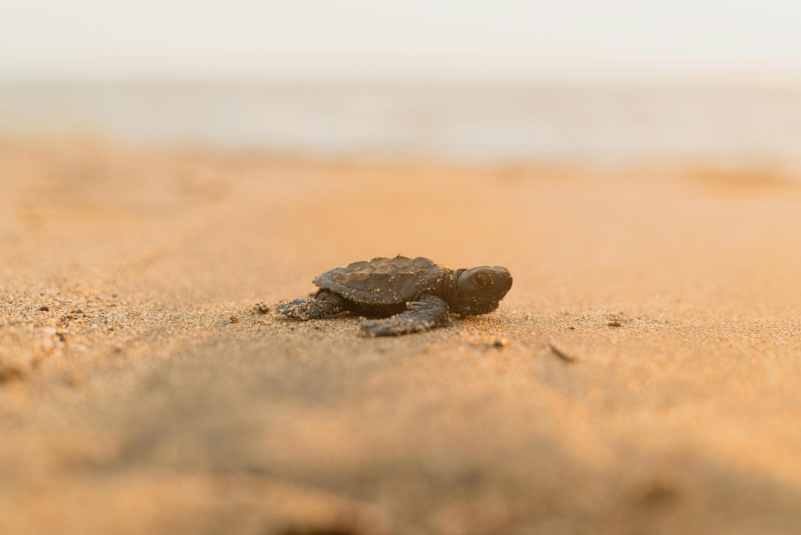 A baby sea turtle crawling on the sand toward the ocean, bathed in warm sunlight.