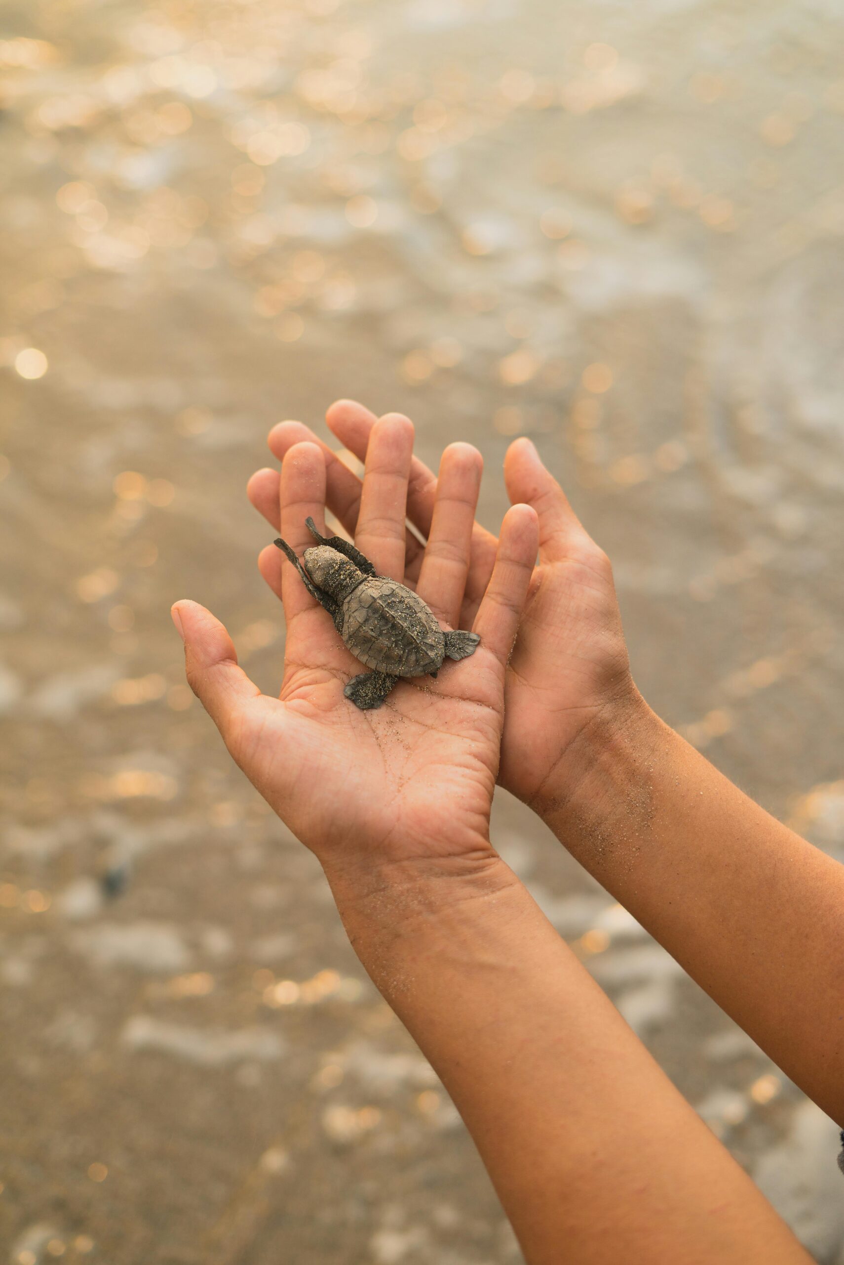 A baby sea turtle resting in the palms of two hands, held gently near the shoreline with the sea in the background.