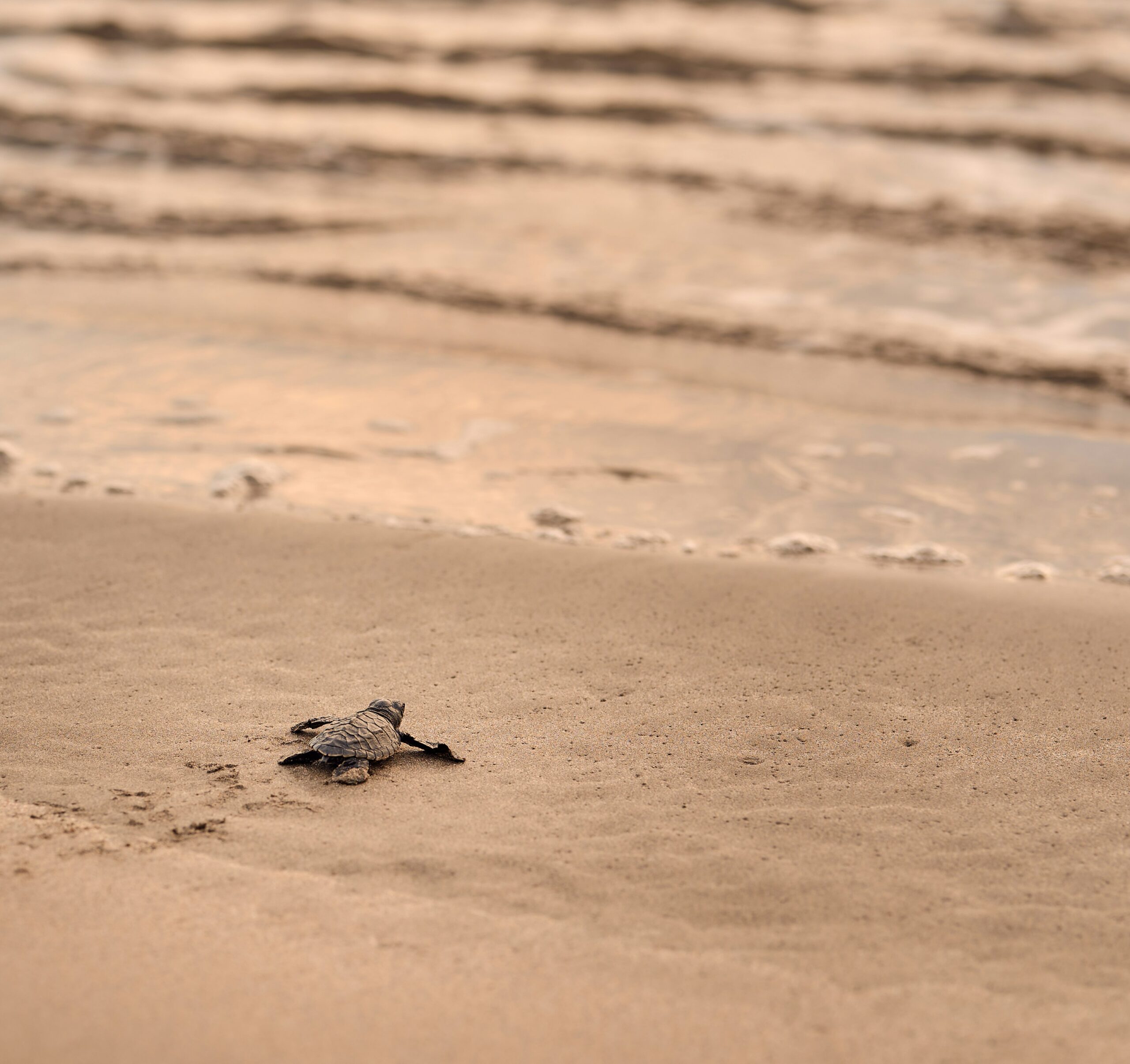 The image shows a baby sea turtle making its way across the sandy beach toward the ocean.